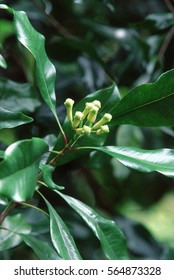 CIRCA 2002: Close Up Of Clove Plant