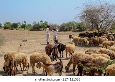 Circa 2019 Kutch, Gujarat  India -Indian Shepherd Farmer Standing With Stick In Hand With A Herd Of Goats For Grazing