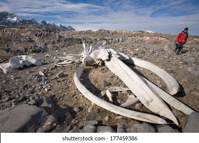 CIRCA Visitors to Port Lockroyon the Antarctic Peninsula check out a blue whale skeleton lying on the beach at the location of an abandoned whale processing facility.