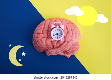 The circadian rhythms are controlled by circadian clocks or biological clock - Shutterstock ID 2046299342