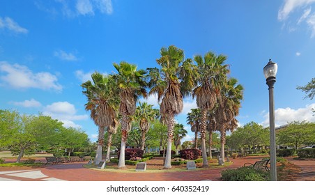 Circle of cabbage palm trees (Sabal palmetto) in the Henry C. Chambers Waterfront Park off of Bay Street in downtown Beaufort, South Carolina