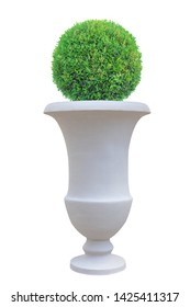 Circle dome shape topiary tree with large Roman style terracotta pot isolated on white background for Japanese and English design garden