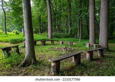 A Circle Of Empty Wooden Benches Under Tall Trees Around A Fire Pit. Woodland Background With Green Grass And Lush Foliage. Shot In Natural Sunlight With No People And Copy Space.