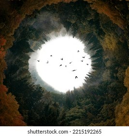 Circle Lanscape - Foggy Dark Forest And Birds