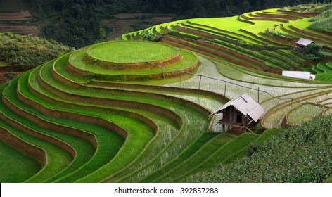 The Circle Rice Terrace On The Mountain