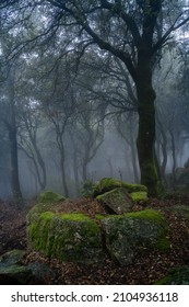 Circle Rock Formation In Holm Oak Forest With And Moss In The Fog