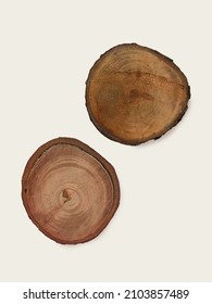 Circle of wood cut from reforested tree