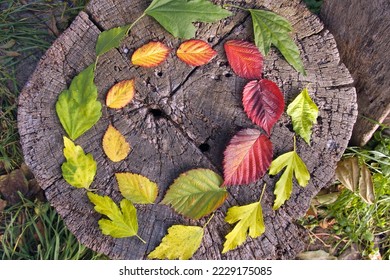 Circles of Autumn leaves as a symbol of circular economy and transformation. In a sustainable economy resources are kept in a circulatory system over the longest possible use phase. 