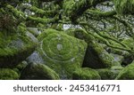Circles in moss amongst the distinctive gnarled moss and fern covered oaks in Wistman