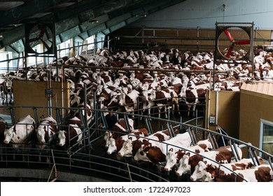 circular automatic mechanical milking of cows on a specialized dairy farm on work day - Shutterstock ID 1722497023