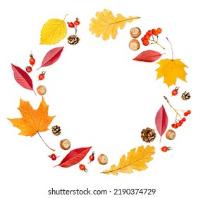 circular autumn composition of oak and maple leaves, berries, nuts and cones on a white isolated background - Powered by Shutterstock