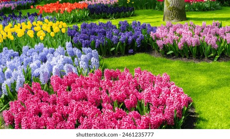 Circular flower beds with hyacinths in the middle of a well-groomed lawn. Round flower beds with spring flowers in the forest garden of Keukenhof, Netherlands. Multi-colored hyacinths close-up. - Powered by Shutterstock