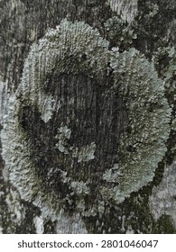 Circular lichen growth pattern on tree bark in tropical forest environment. Natural texture background showing symbiotic organism growing on weathered wood surface.
