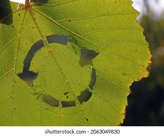 Circular system symbol on a green vine leaf. Recycling, sync and sustainability sign for sharing, reusing, repairing, refurbishing and recycling existing resources. 