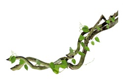 Circular Vine At The Roots. Bush Grape Or Three-leaved Wild Vine Cayratia (Cayratia Trifolia) Liana Ivy Plant Bush, Nature Frame Jungle Border, Isolated On White Background With Clipping Path Included