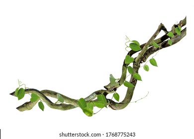 circular vine at the roots. Bush grape or three-leaved wild vine cayratia (Cayratia trifolia) liana ivy plant bush, nature frame jungle border, isolated on white background with clipping path included - Shutterstock ID 1768775243