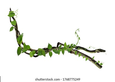 つる植物 の画像 写真素材 ベクター画像 Shutterstock