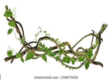 circular vine at the roots. Bush grape or three-leaved wild vine cayratia (Cayratia trifolia) liana ivy plant bush, nature frame jungle border, isolated on white background with clipping path included - Shutterstock ID 1768775255