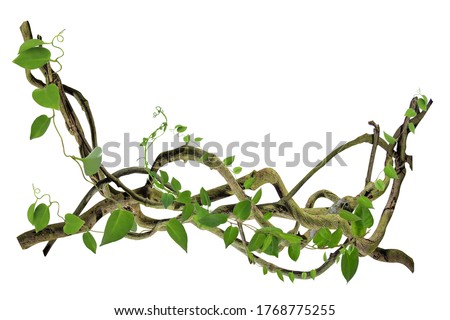 circular vine at the roots. Bush grape or three-leaved wild vine cayratia (Cayratia trifolia) liana ivy plant bush, nature frame jungle border, isolated on white background with clipping path included