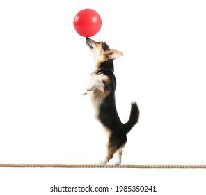 Circus Dog With Ball Walking On A Wire Against White Background