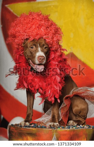 Circus dog portrait