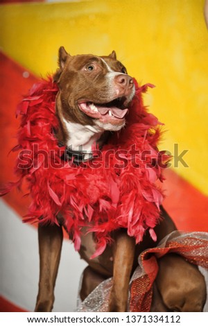 Circus dog portrait
