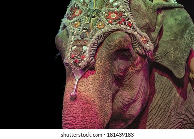 Circus Elephant On Black Background