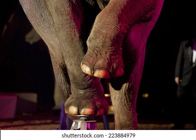 Circus Elephant On Black Background