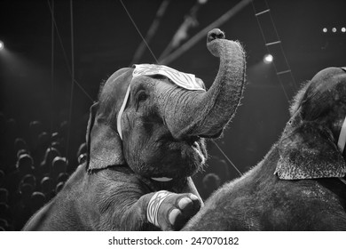 Circus Elephant On Black Background