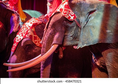 Circus Elephant On Black Background