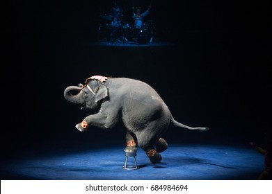 Circus Elephant Show