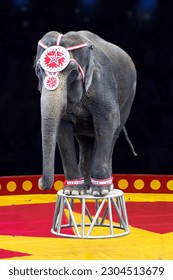 Circus Elephant Stands on a Stool