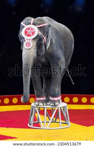 Circus Elephant Stands on a Stool