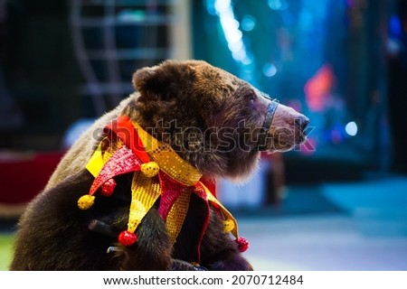 Circus performance. Circus bear performs in the circus.