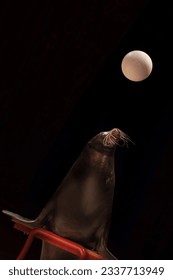 Circus Seal while playing on the black background