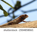 Cirebon, West Java 19 August 2024 - Garden chameleon (Calotes versicolor) is a species of reptile from the genus Calotes, this chameleon is an insect eater.