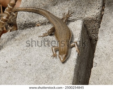 Cirebon, West Java, 8 August 2024 - Garden lizards is one type of lizard most often found in Indonesia. This lizard belongs to the Scincidae family.
