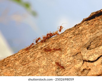 Cirebon, West Java, August 14 2024 - Fire ants are a genus of ants, namely the genus Solenopsis. The length of worker ants reaches 3 mm and the length of queen ants reaches 6 mm. lives in colonies.
