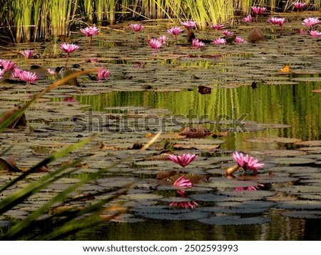 Cirebon, West Java, August 14 - lake filled with lotus flowers.