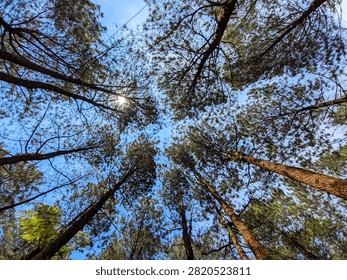 Cirebon, West Java Indonesia - July 31 2026: Low-angle upward view of tall pine trees rising toward a bright blue sky, with sunlight filtering through dense branches and needles forming a natural canopy. The perspective emphasizes the towering trunks, intricate branch patterns, and vibrant forest greenery against the clear sky, capturing the majesty and tranquility of a pine forest.