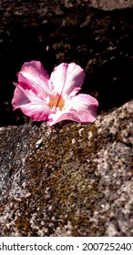 2,128 Java Cambodia Images, Stock Photos & Vectors | Shutterstock