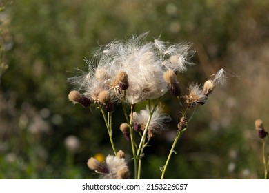 The Cirsium arvense or creeping thistle from the Asteraceae family. Dry Canada thistle. Dried fluffy seedheads of field thistle in fall. Interesting nature concept for background design. Soft focus