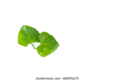 Cissus Quadrangularis L Close Stock Photo 683096275 | Shutterstock