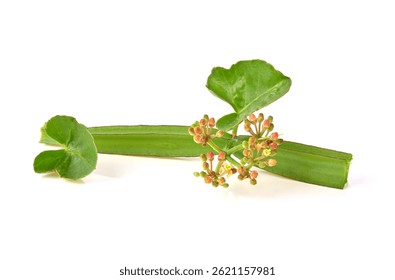 Cissus quadrangularis L., uva pirandai o veldt con flor sobre fondo blanco. Hierba para las hemorroides.