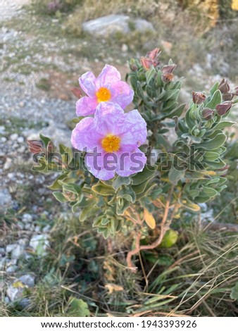 Cistus Albidus flower, a powerful anti-virus and a natural aid for immune system.
It's one of the richest plants in POLYPHENOLS like Japanese knotweed (Resveratrol). It is a very powerful antioxid.