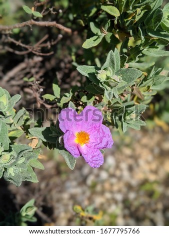 Cistus Incanus flower, a powerful anti-virus and a natural aid for immune system.
It's one of the richest plants in POLYPHENOLS like Japanese knotweed (Resveratrol). It is a very powerful antioxid.