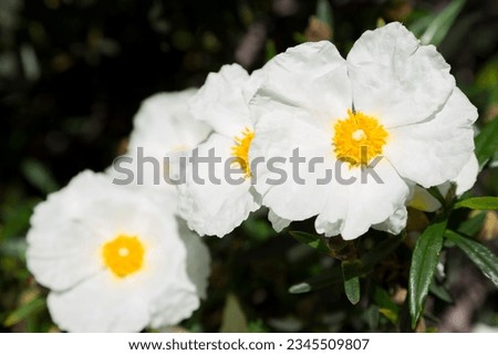 Cistus ladanifer plant. It contains a substance called labdanum, with which some perfumes are perfected.