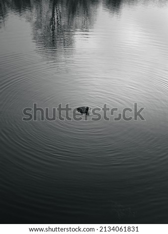 Similar – water on water with leaf padding