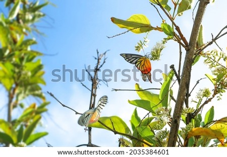 Citharexylum spinosum white flower or Florida fiddlewood or Spiny fiddlewood or Fiddlewood tree with colourful butterfly on blue sky