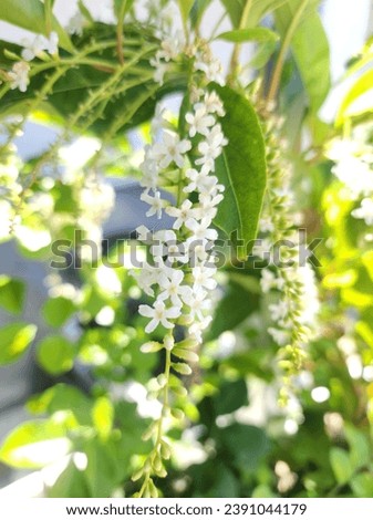 citharexylum spinosum white flowers,long clusters,fragrant.